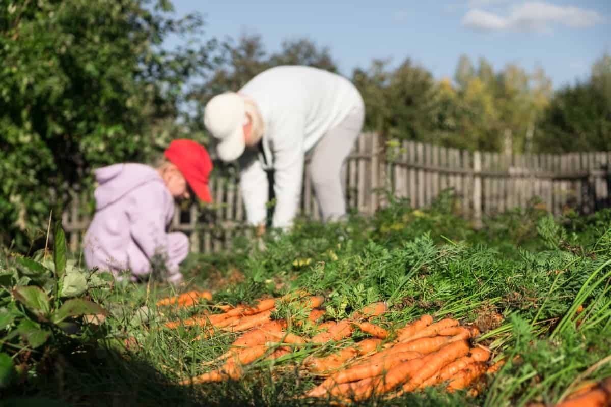 Harvesting Carrots in The Garden
