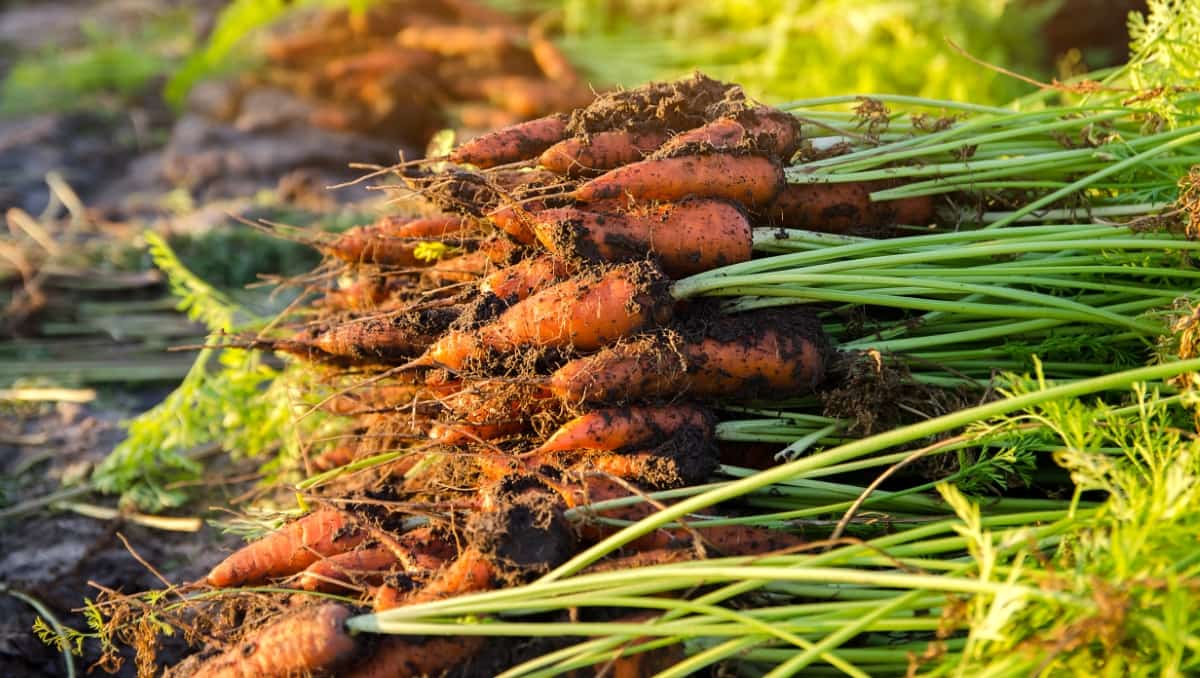 A Pile of Freshly Picked Carrots