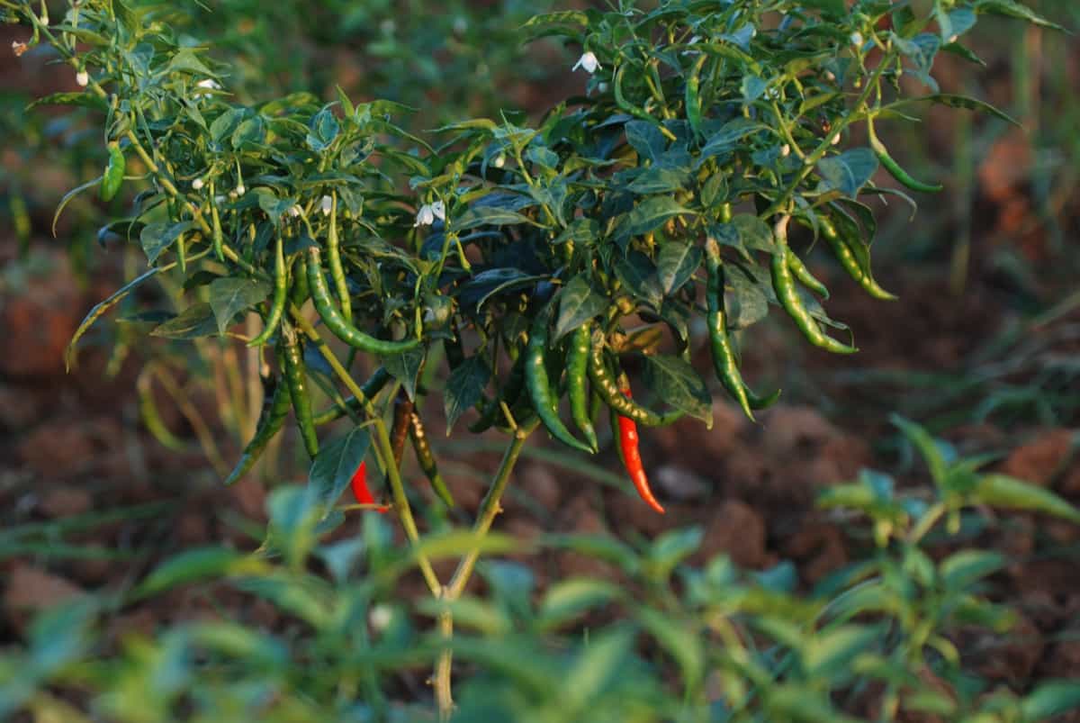 How to Get More Peppers Per Plant