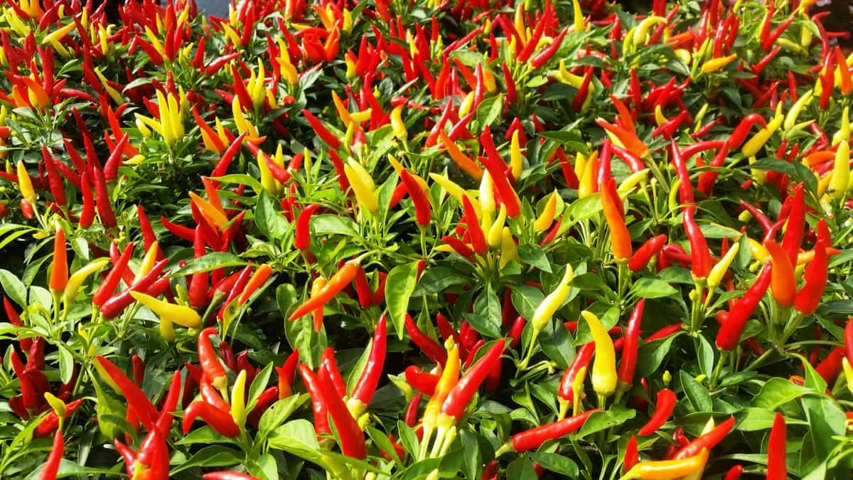 colorful hot peppers grown in a plant