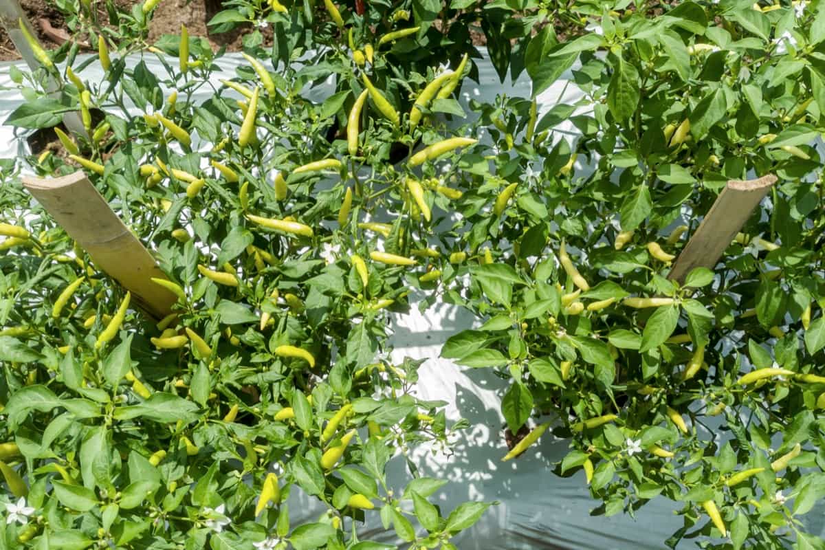 Thai pepper cultivation process