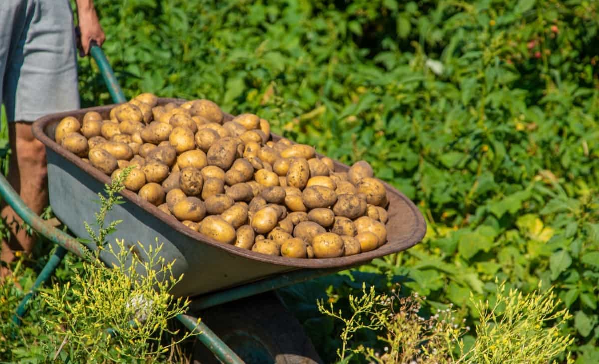 How to Get More Potatoes Per Plant