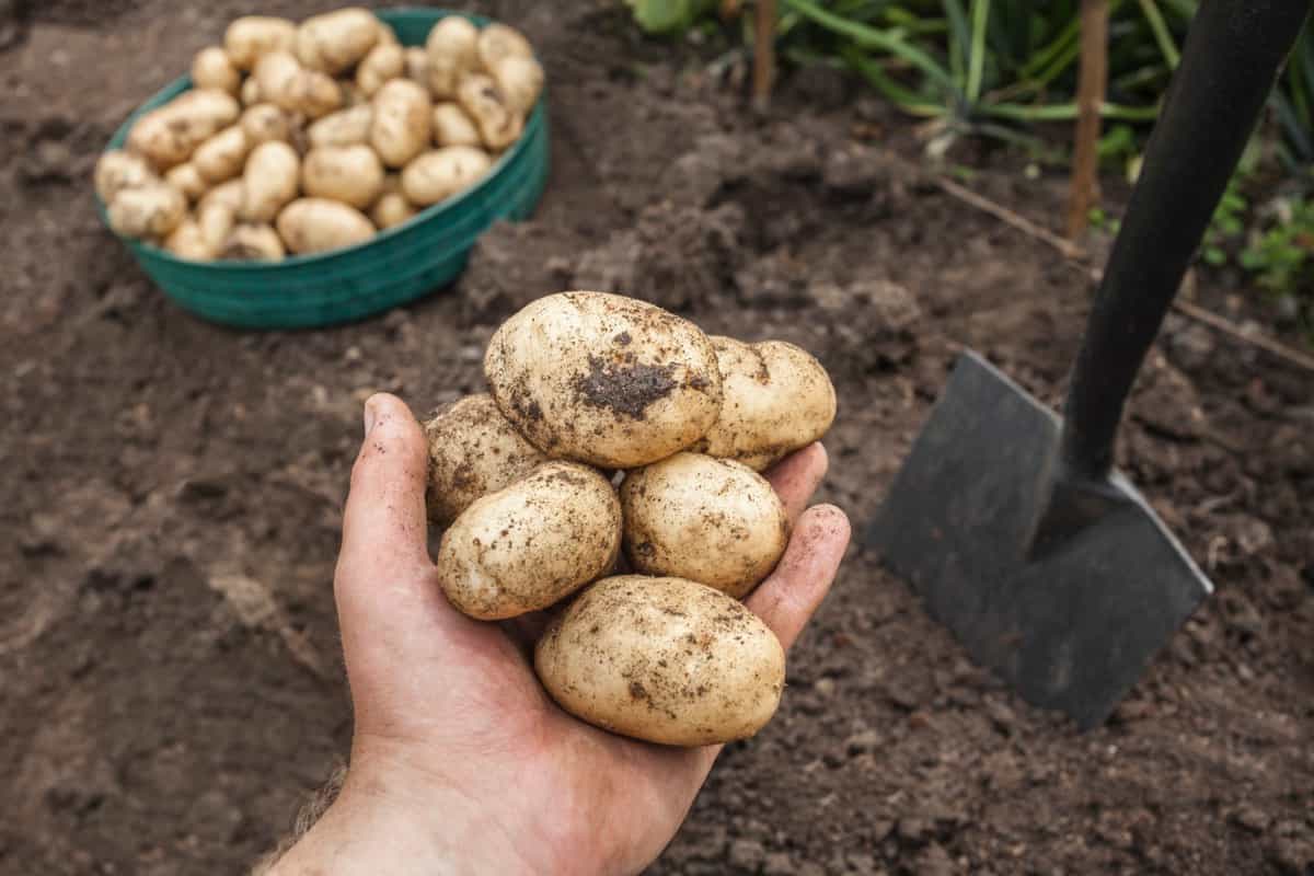 Freshly harvested potatoes from garden