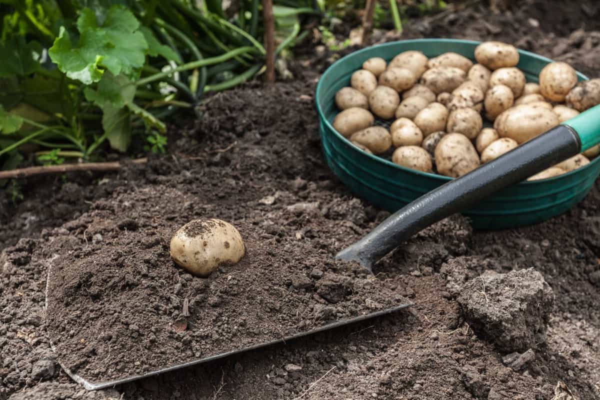 Potato Harvest Using Garden Showel