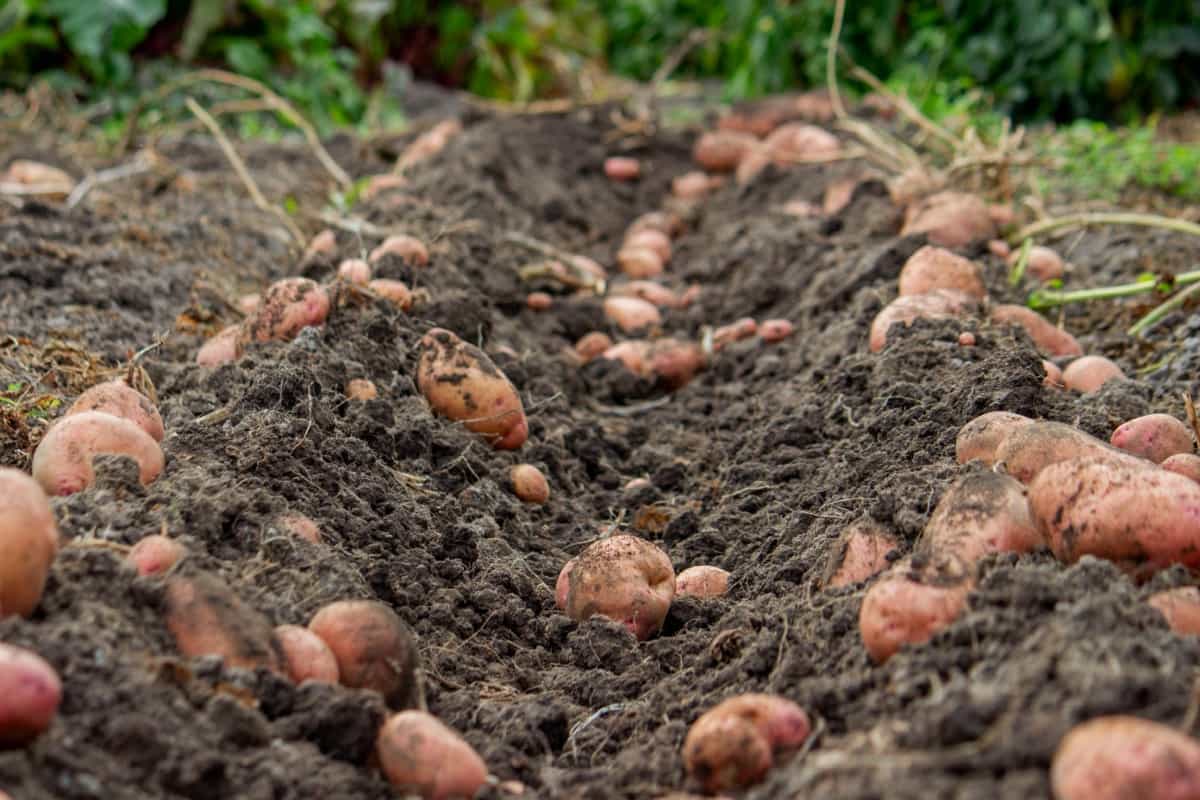 Harvesting organic potatoes