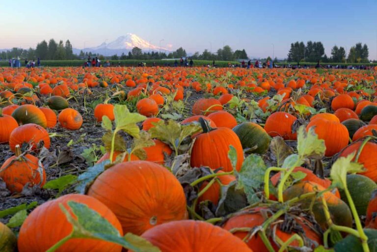 How to Get More Pumpkins Per Plant: 11 Pumpkin Growth Hacks for a High Yield