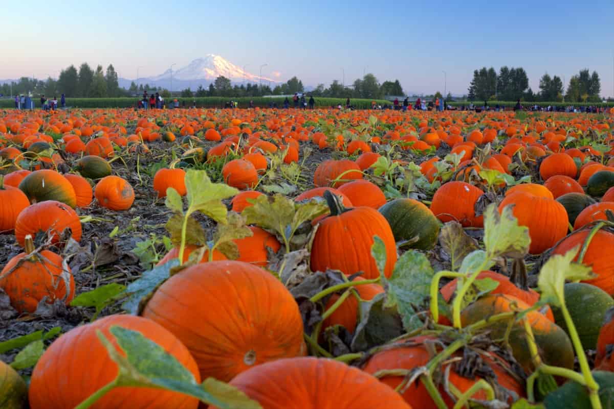 How to Get More Pumpkins Per Plant