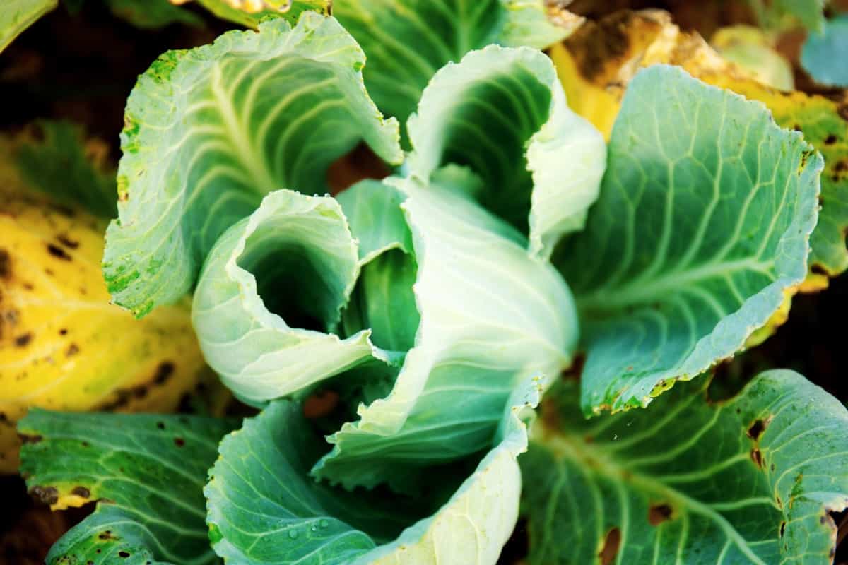 Cabbage of dried leaves