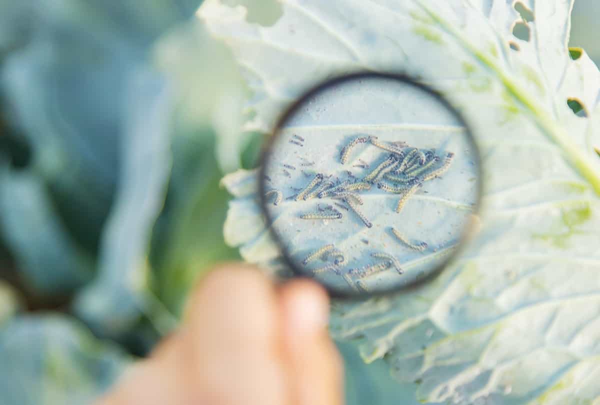 How to Get Rid of Cabbage Worms