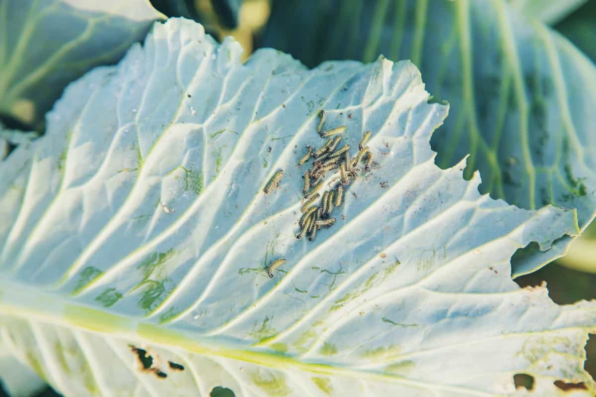 Caterpillars on the leaves of cabbage