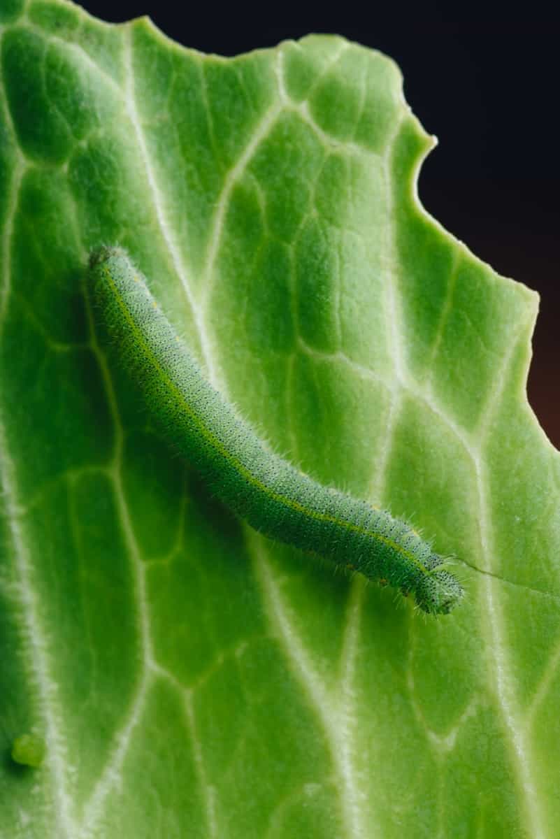 Green Caterpillar Crawling on a Leaf