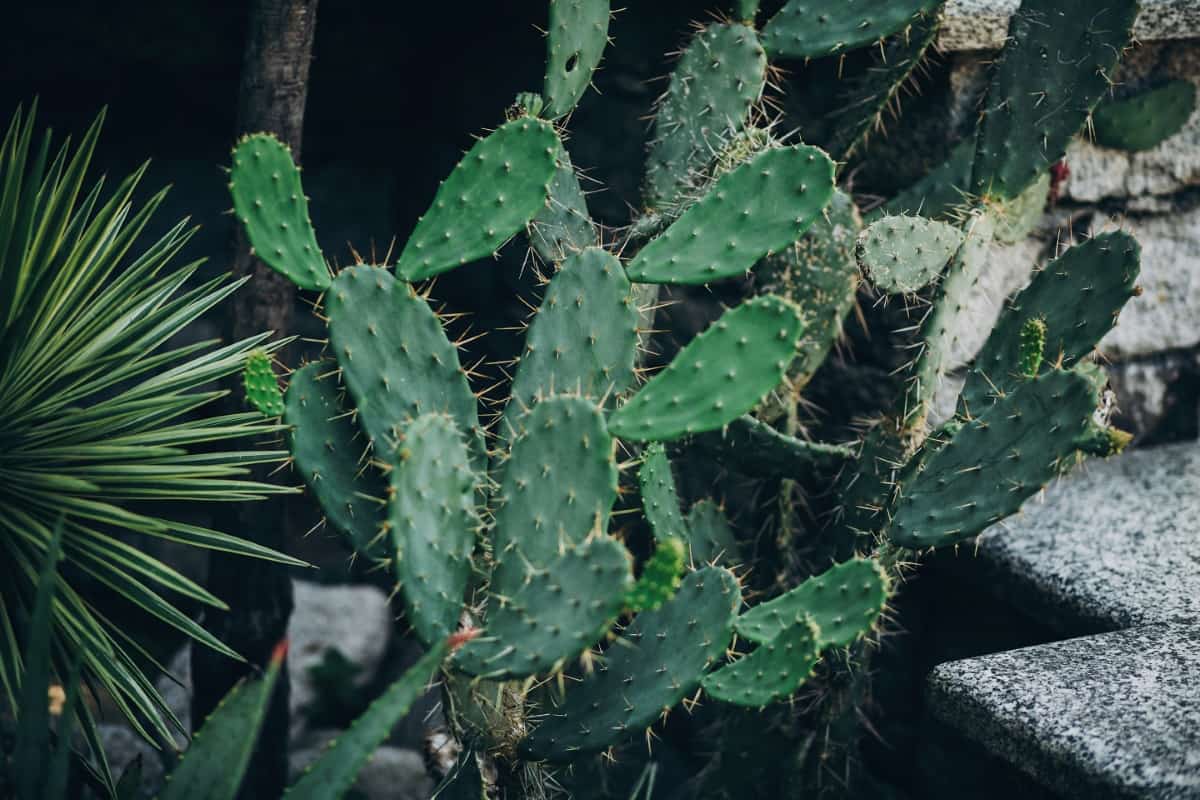 Big Cactus Succulent