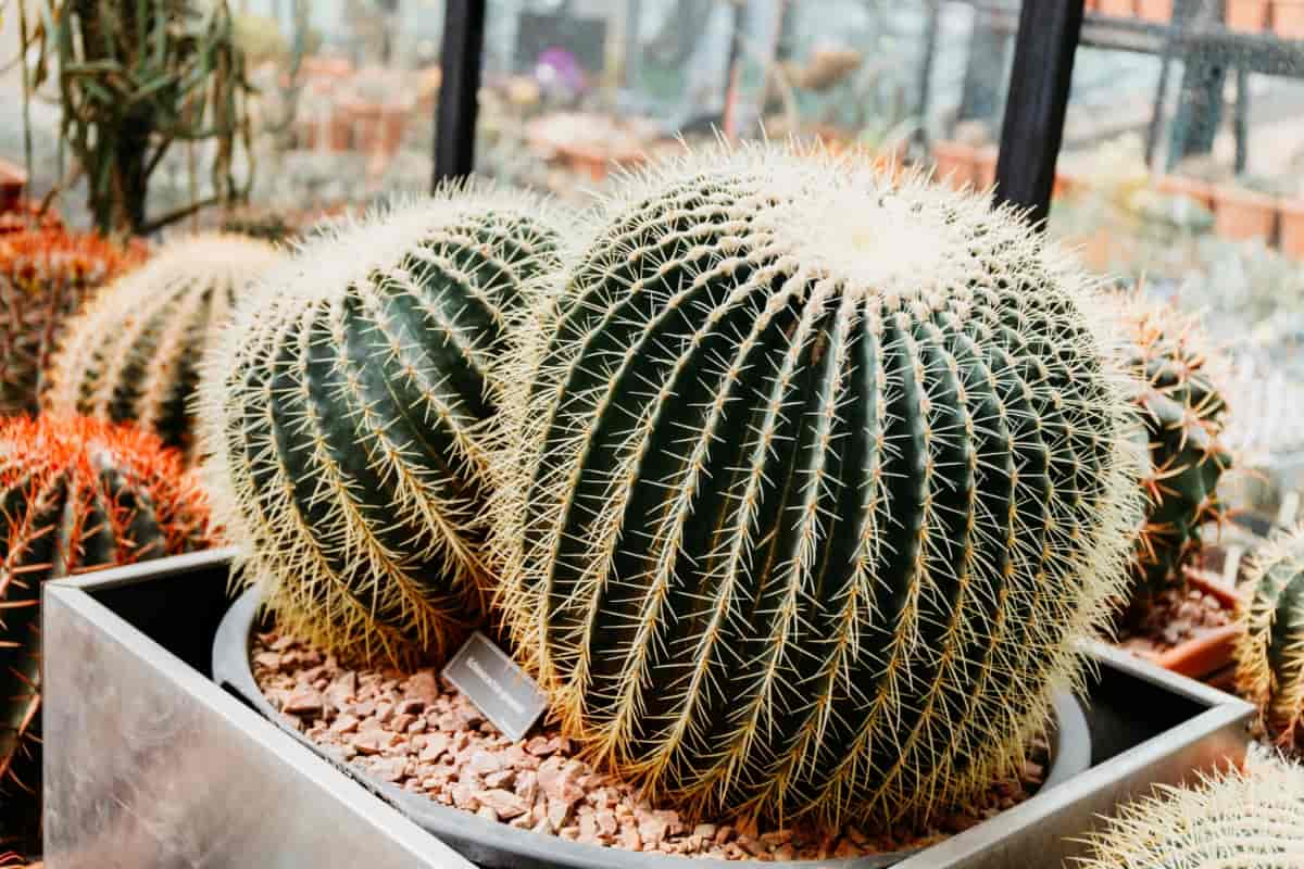 Echino Grusonii Cacti