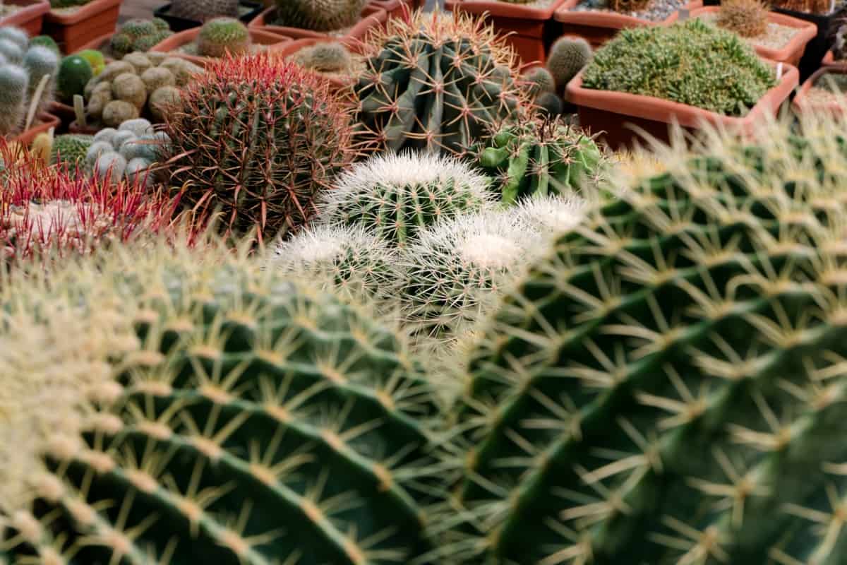Big Group of Cactuses