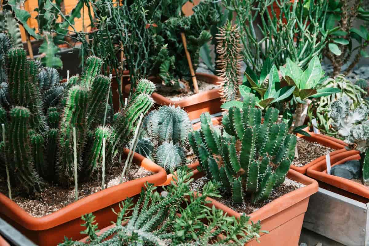 Different Kinds of Cacti in Greenhouse