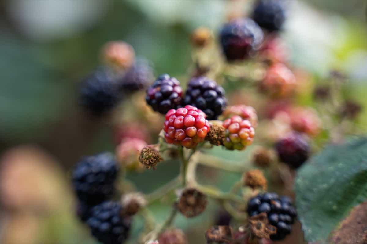 How to Grow Boysenberries in a Pot