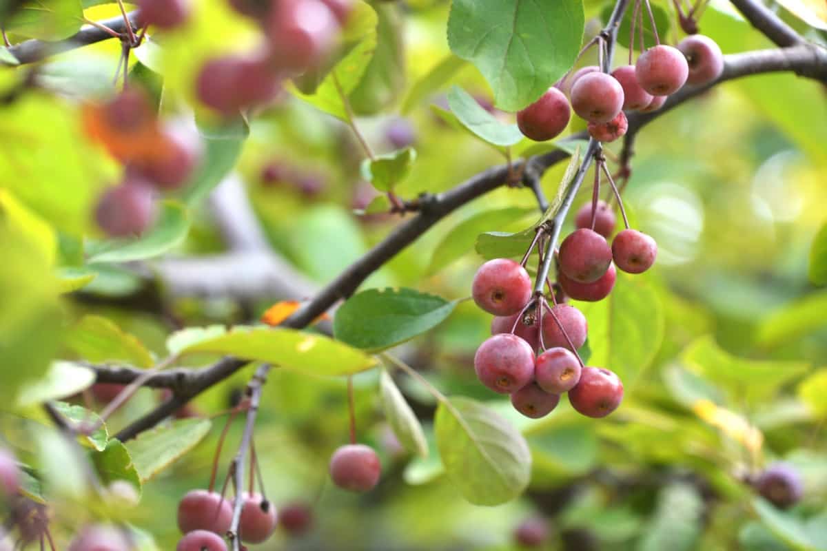 How to Grow Crabapple Trees