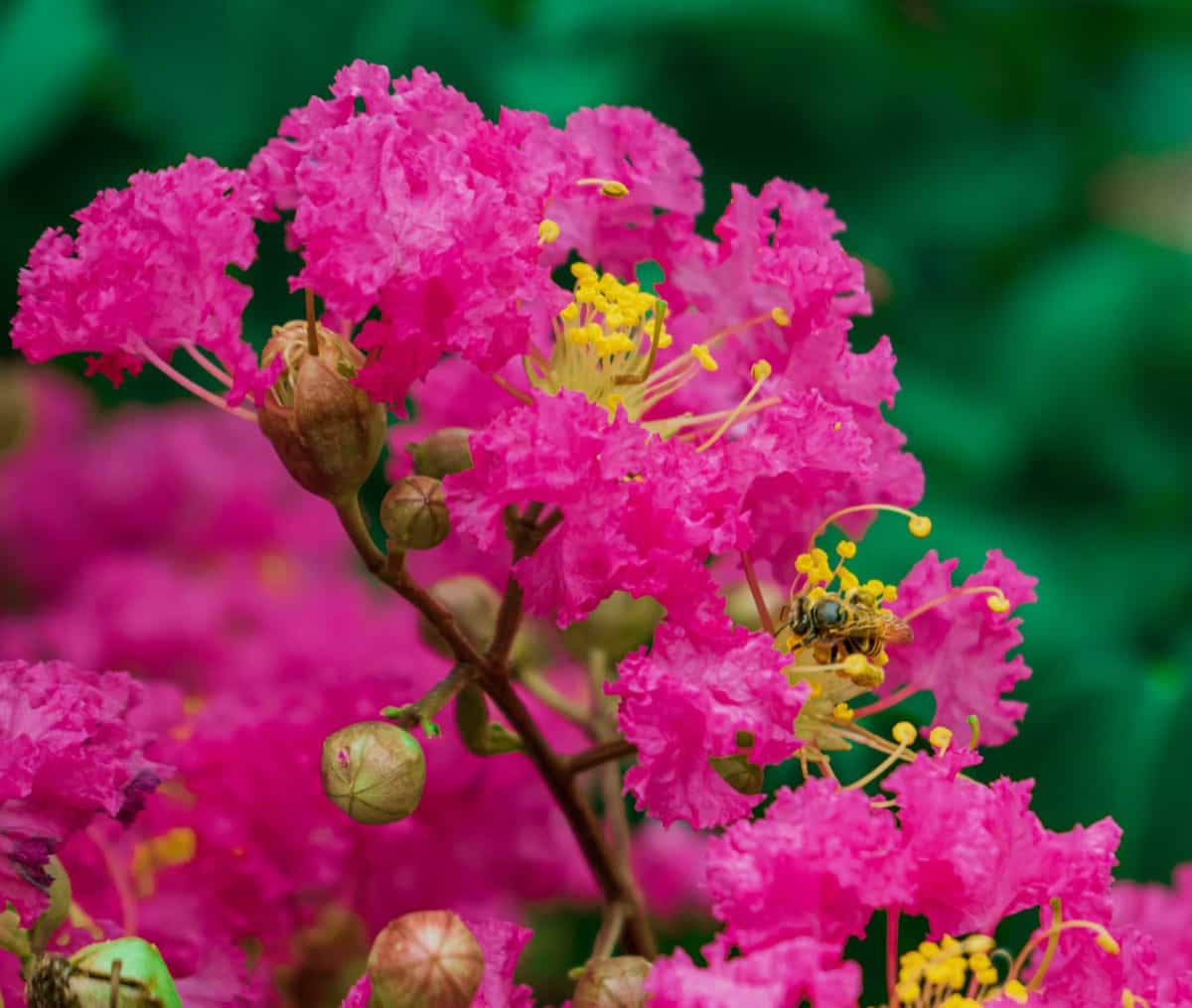 pink Crepe Myrtle flowers
