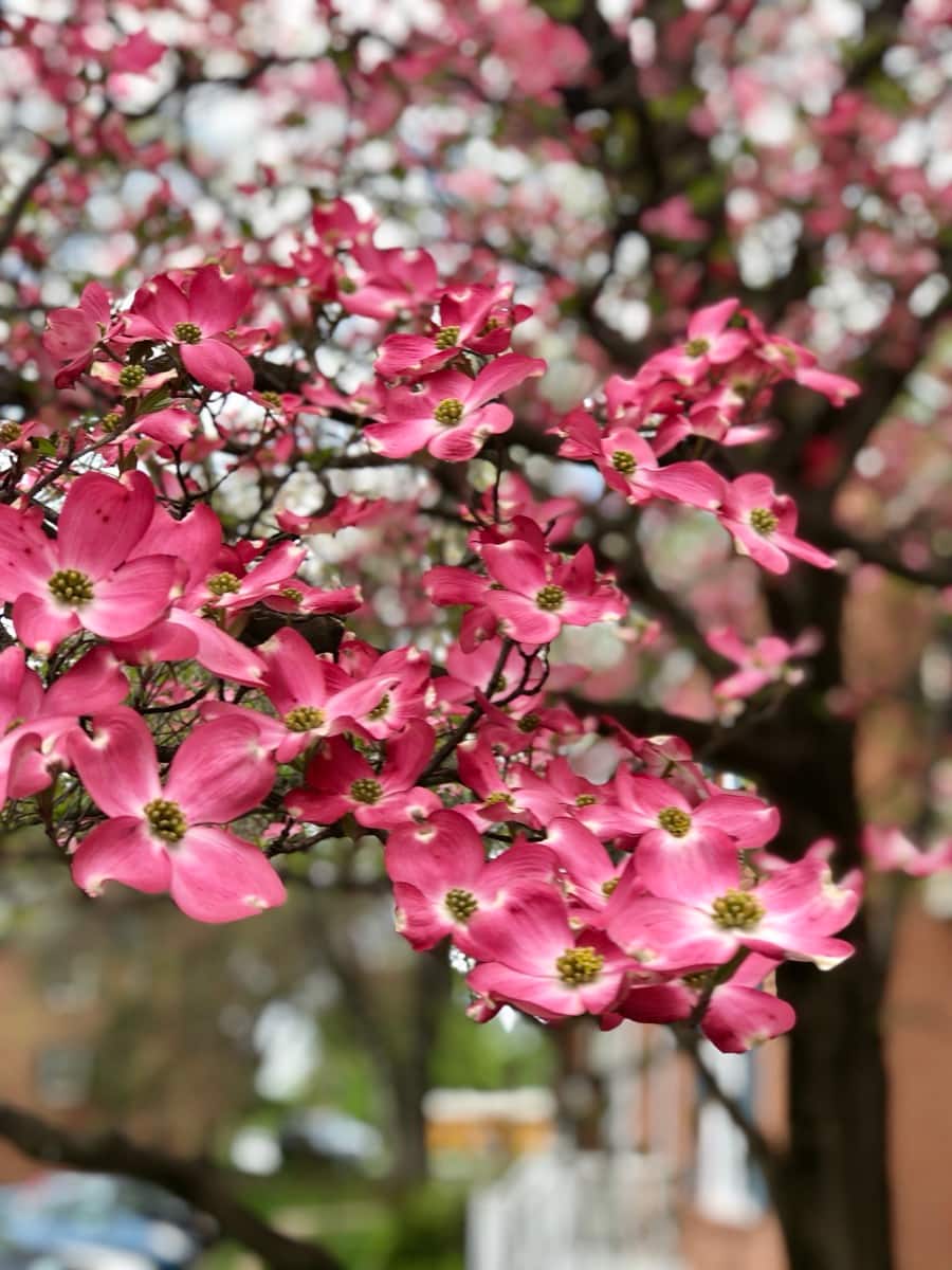 Blossoming tree dogwood