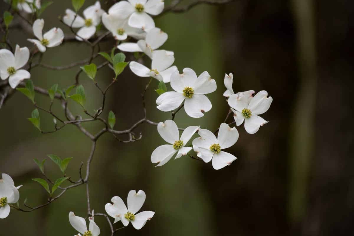 Flowering dogwood white flowers