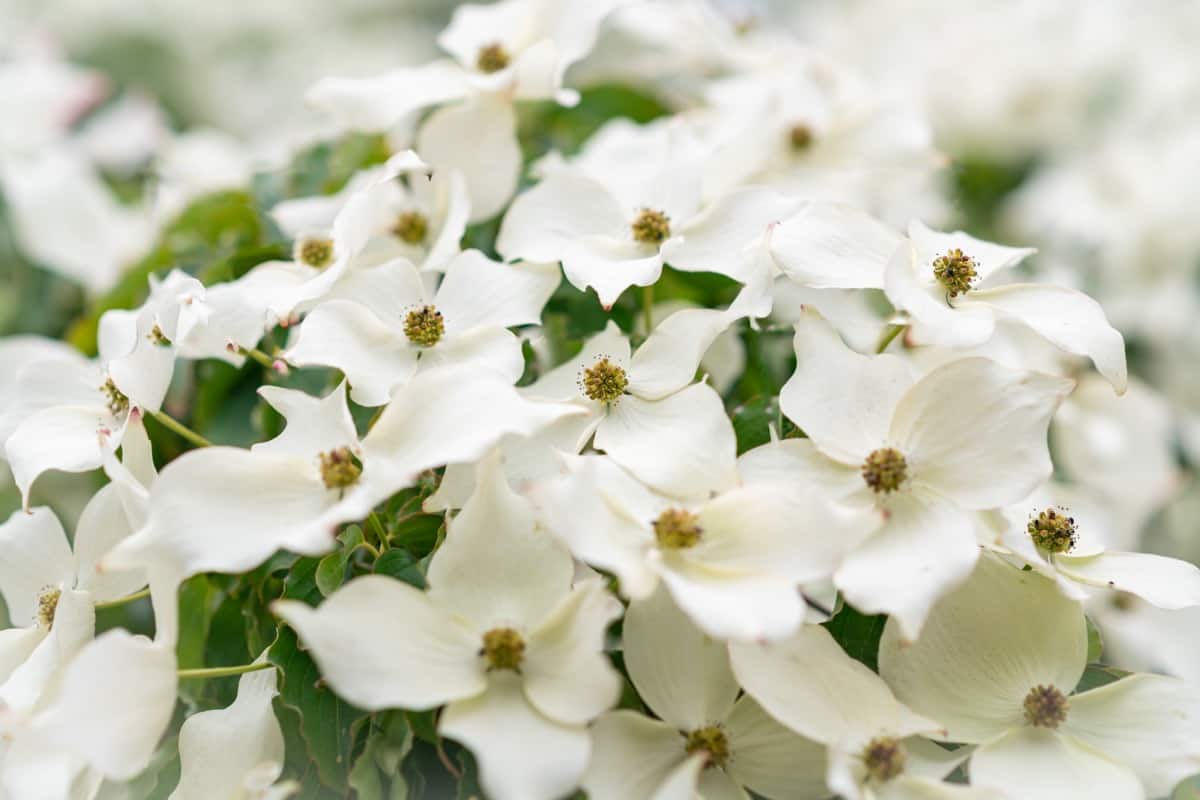 Dogwood Flowers White