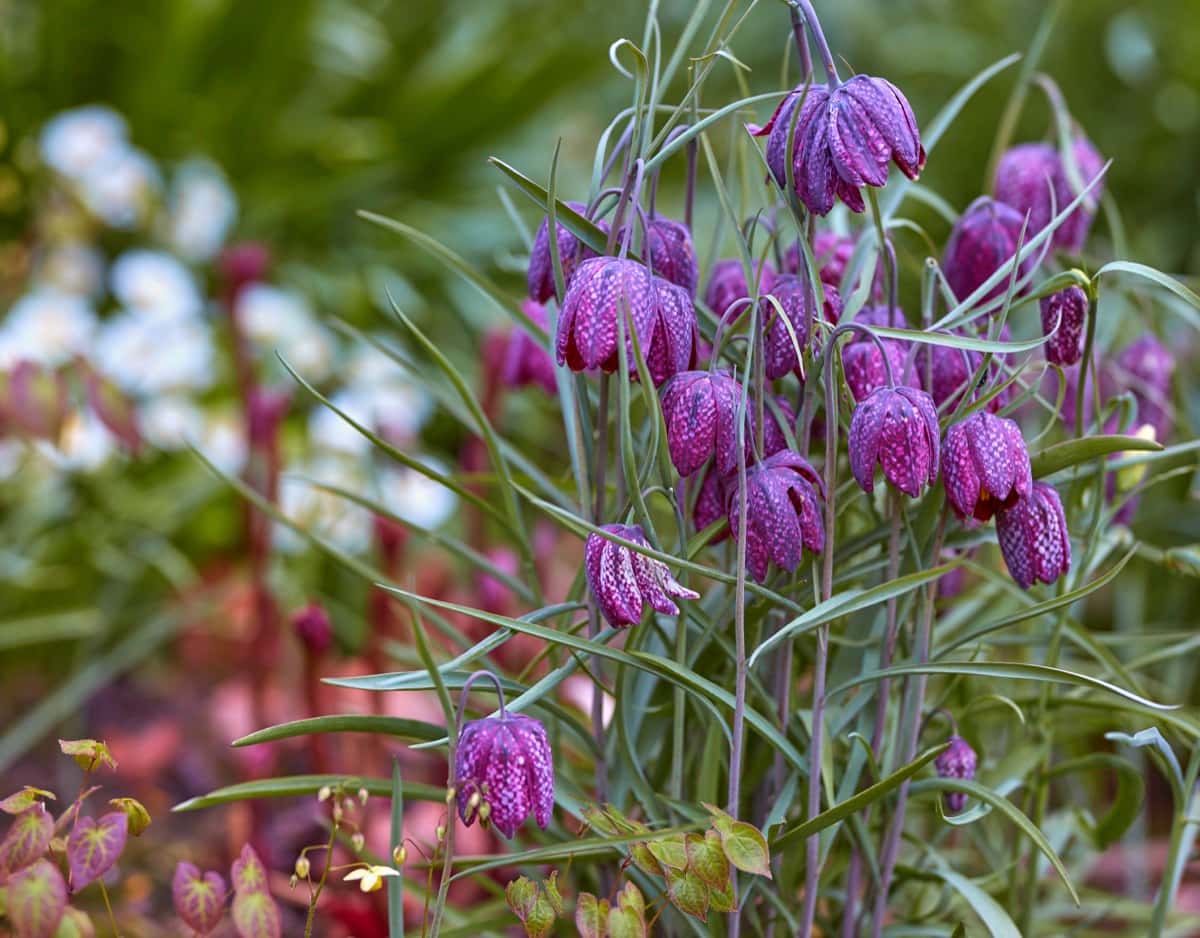 Purple flower bulbs