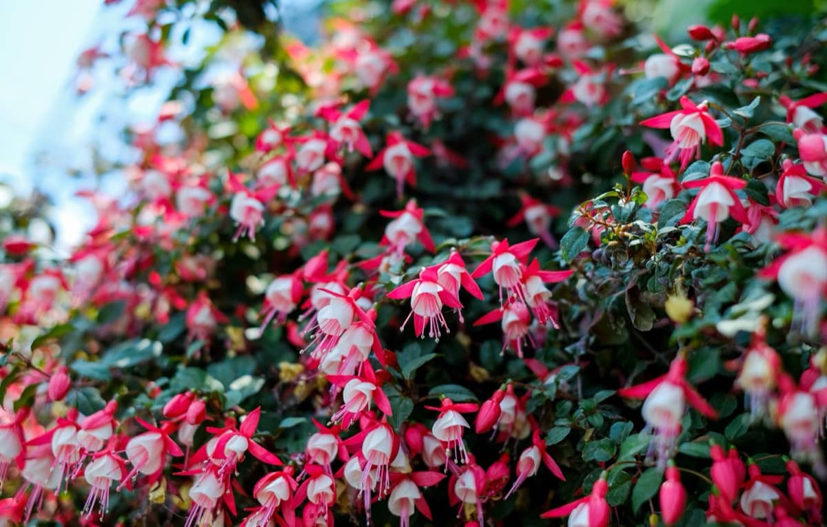 How to Grow Fuchsias in Pots
