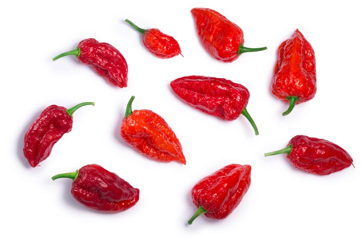 How to Grow Ghost Peppers from Seed