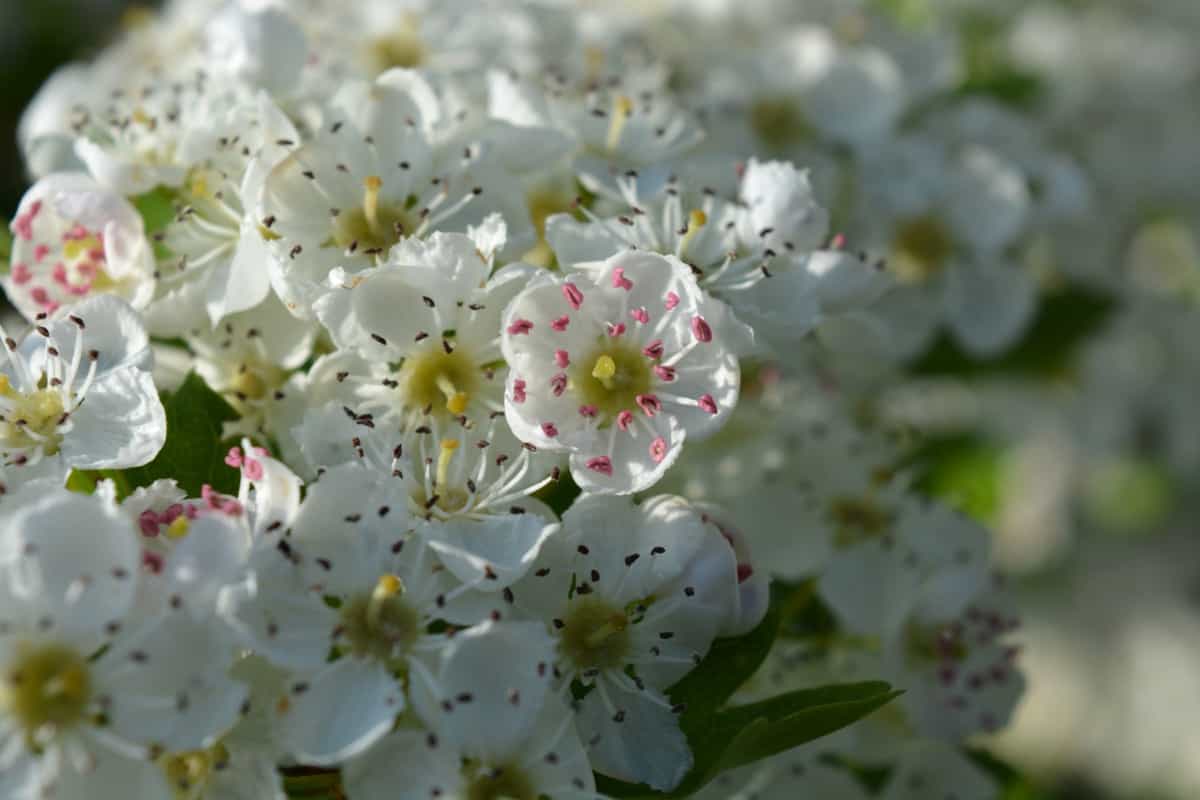 Hawthorn Flowers White