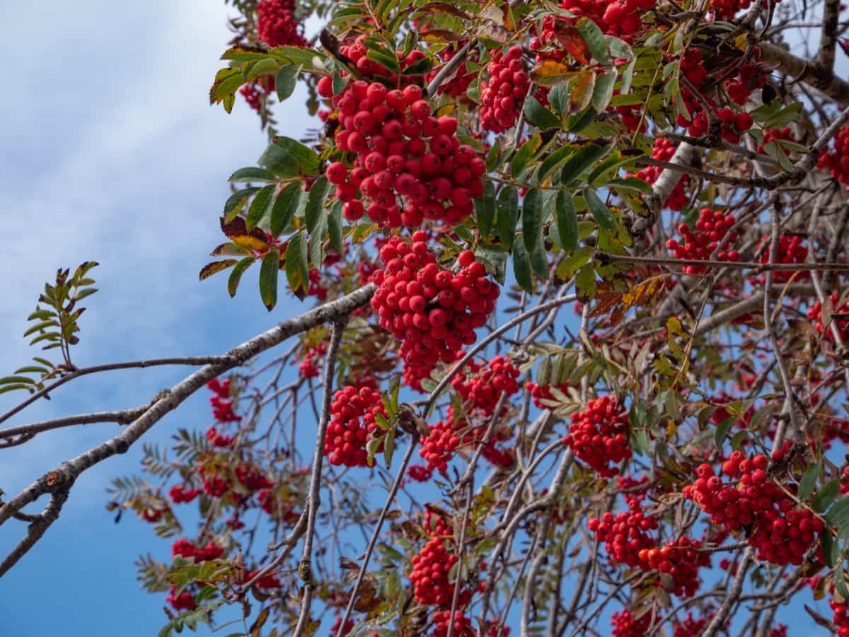 Ripe red hawthorn berries on branch in autumn