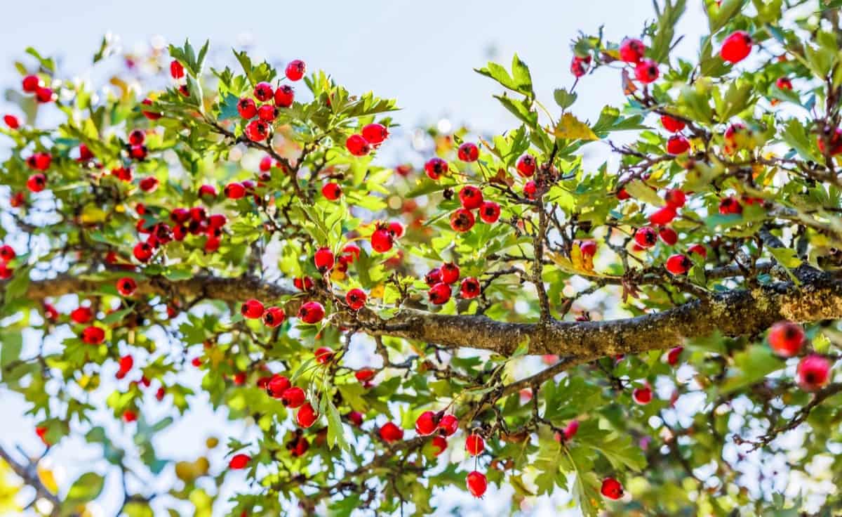 Red hawthorn berries on a tree