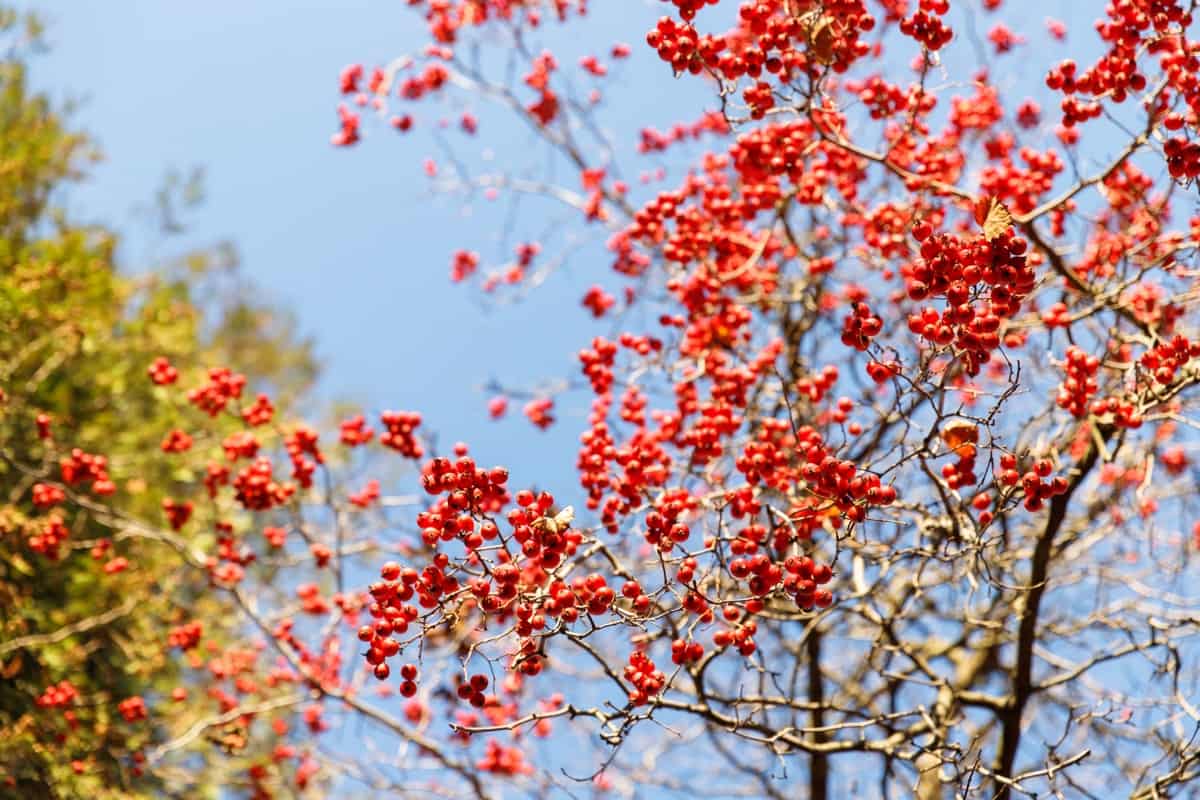 hawthorn plant with red berries in autumn