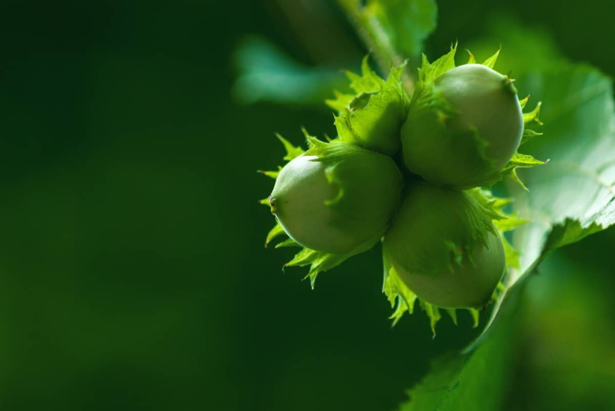 How to Grow Hazelnut from Seed A Step by step Guide for Planting to Harvesting1