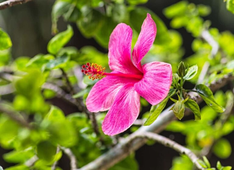 How to Grow Hibiscus from Flower