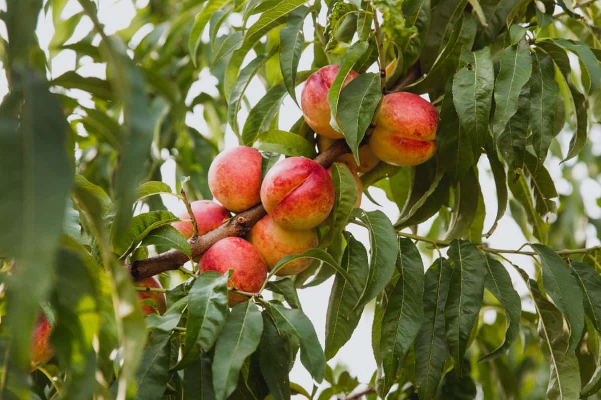How to Grow Nectarine from Seed
