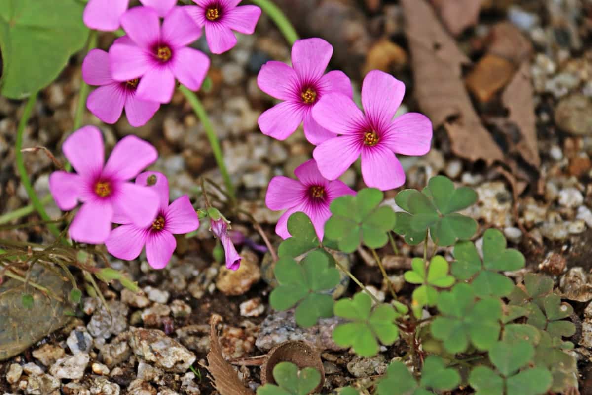 Small pink oxalis flowers at garden