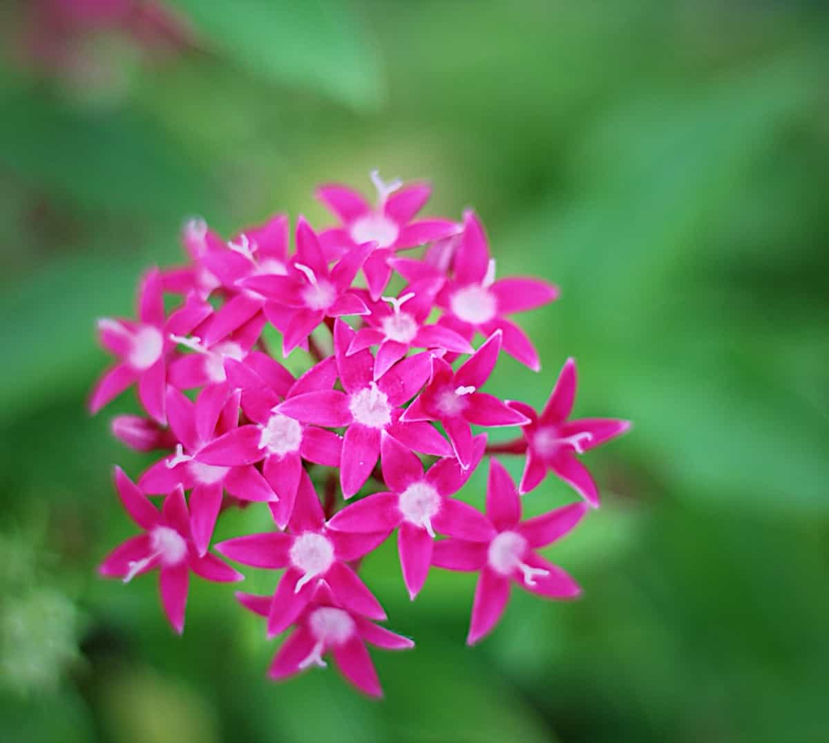 Beautiful pink Penta flower