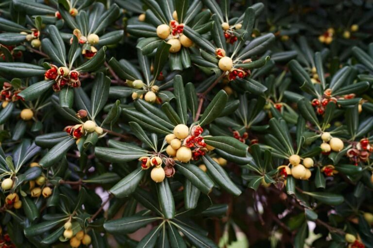 How to Grow Pittosporum from Cuttings: Steps for Successful Cutting Propagation