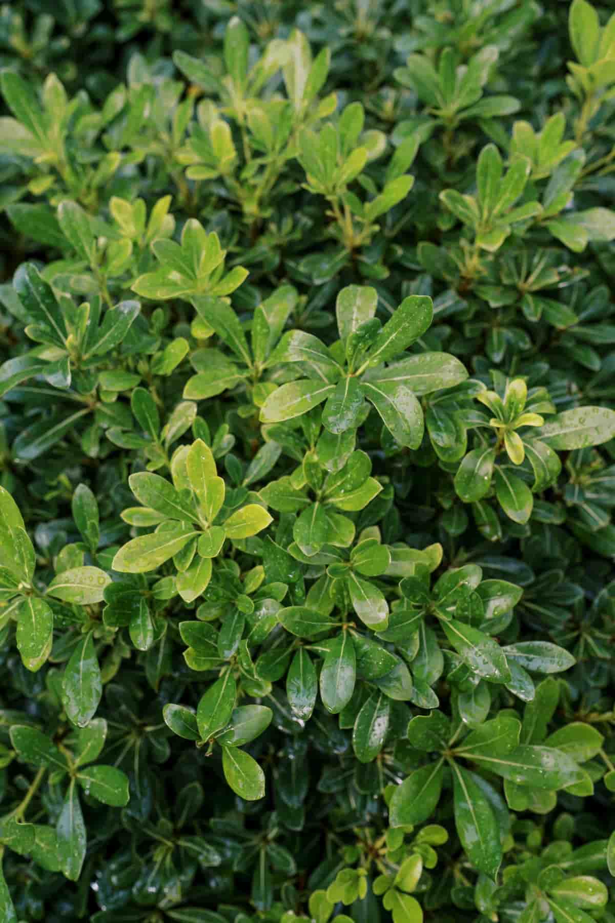 Green Leaves of A Pittosporum