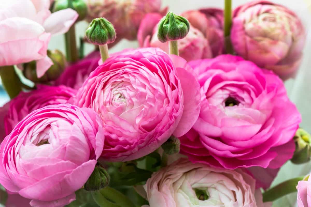 How to Grow Ranunculus (Buttercup)