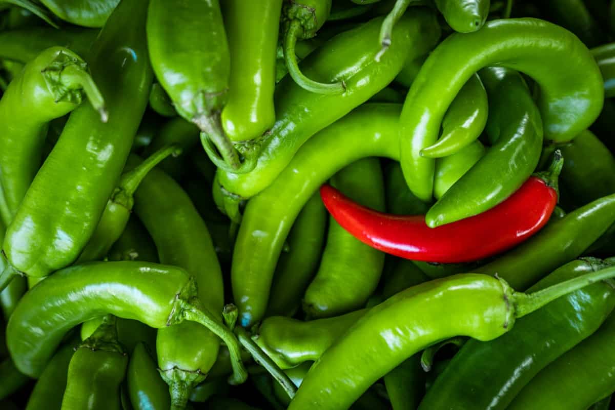 How to Grow Serrano Peppers from Seed4