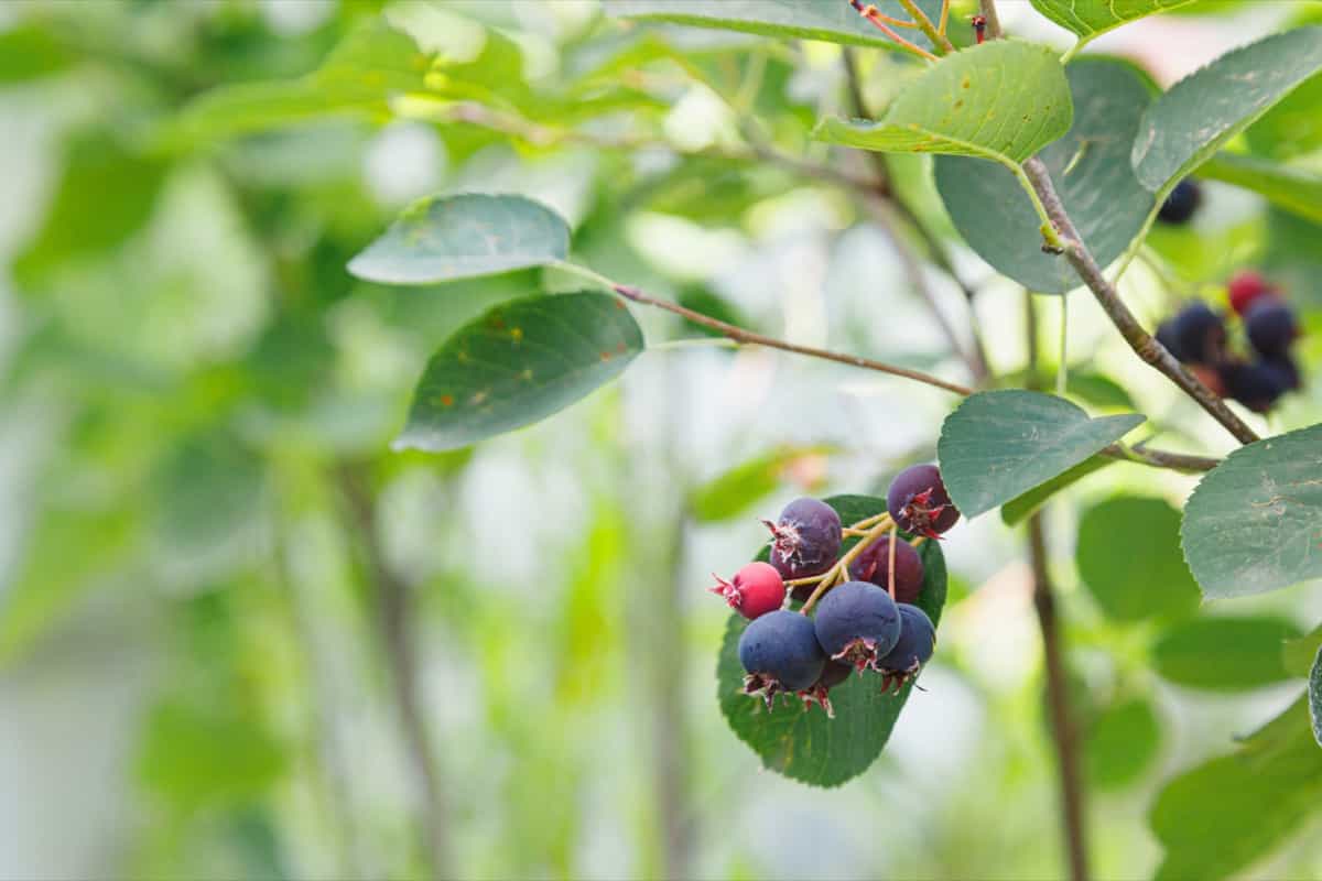 serviceberry plant