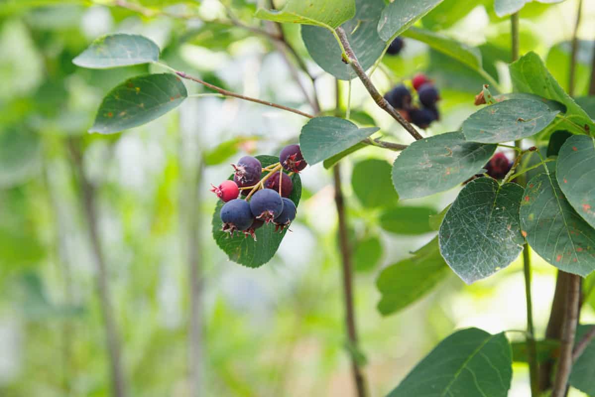 serviceberry plantation