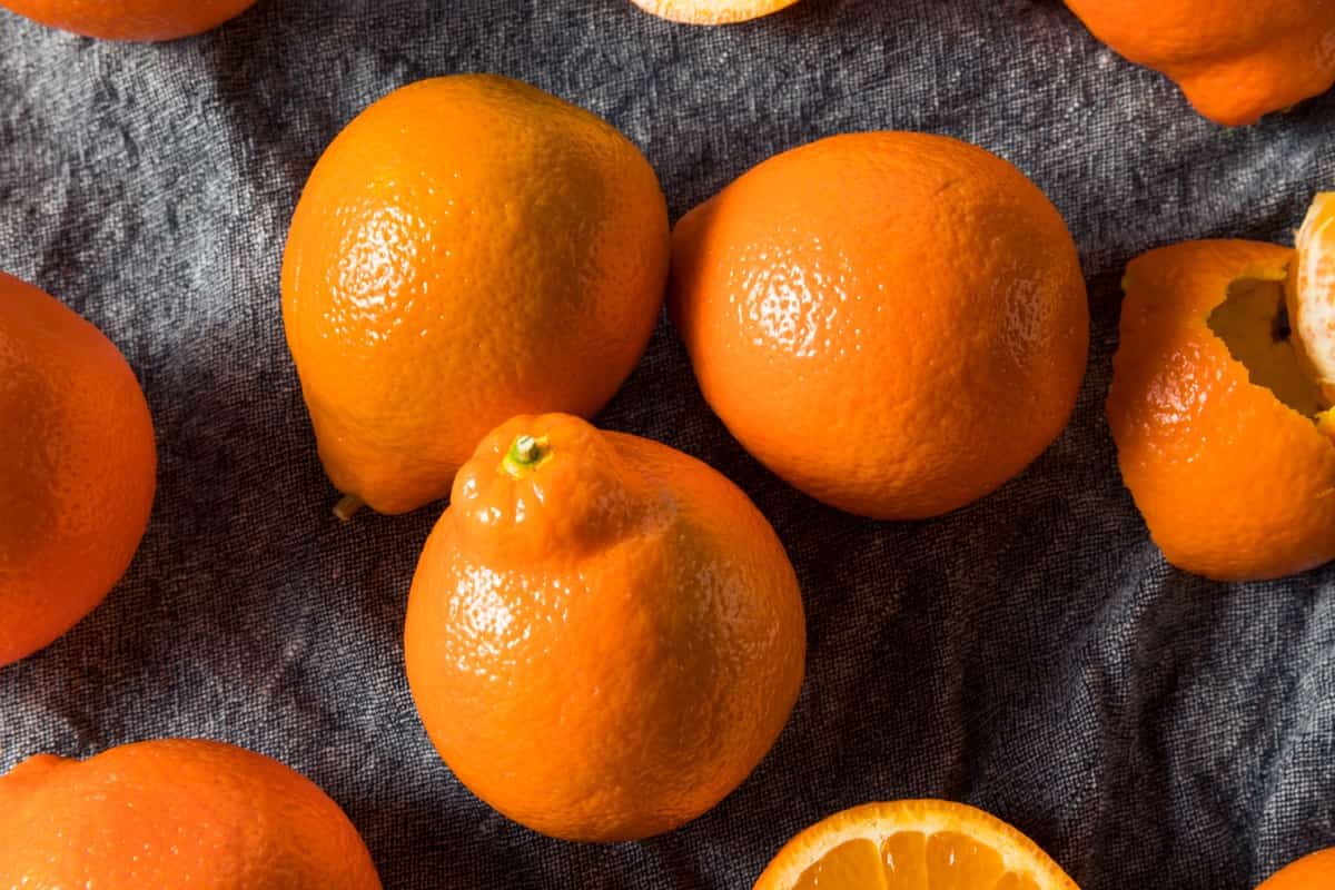 Raw Orange Organic Mineola Tangelo Fruit