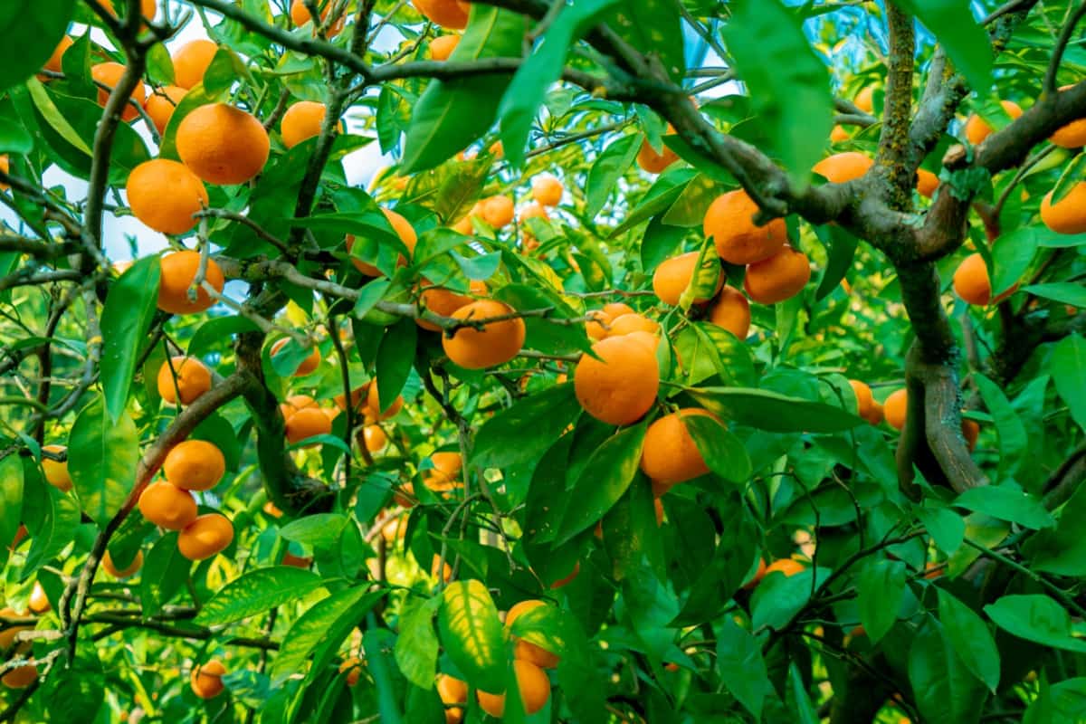  Ripe tangerines on tree