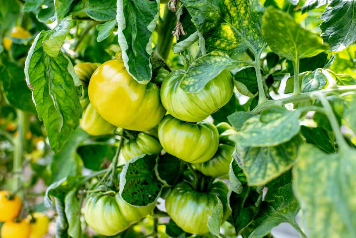 How to Grow Tomatoes in Grow Bags