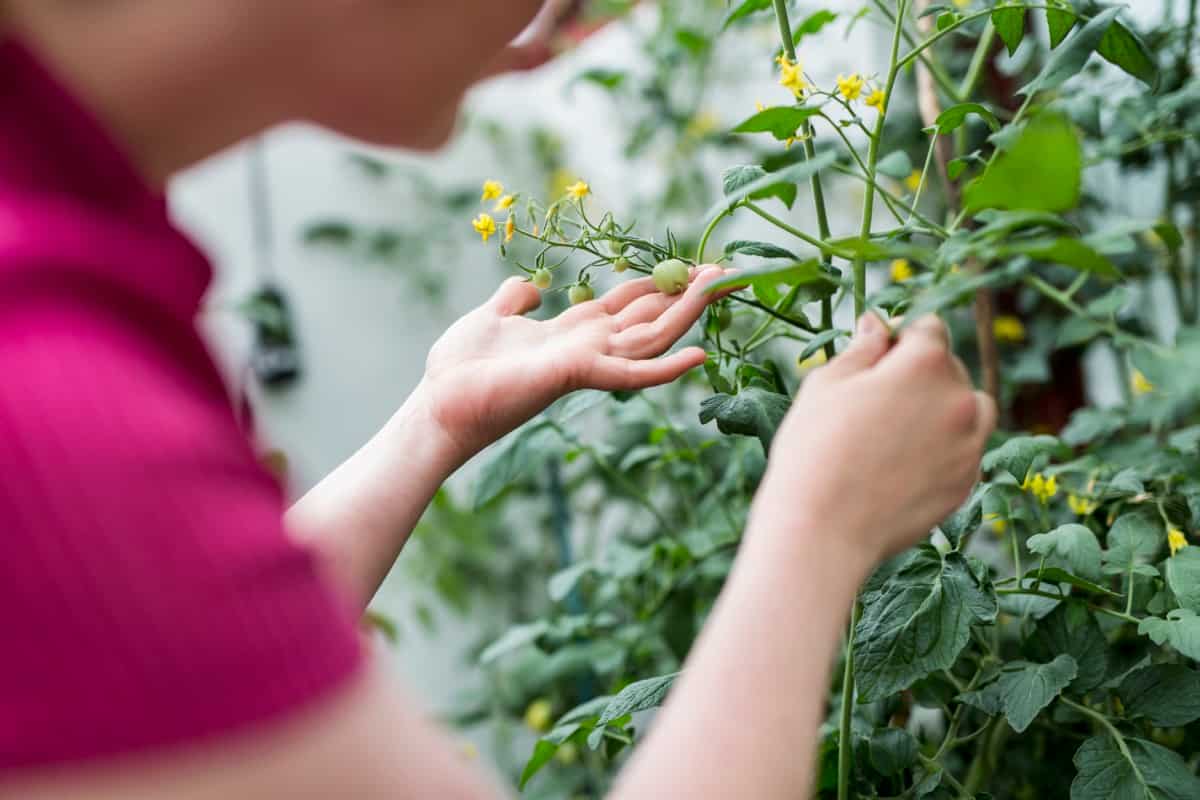 Tomato Plant Inspection