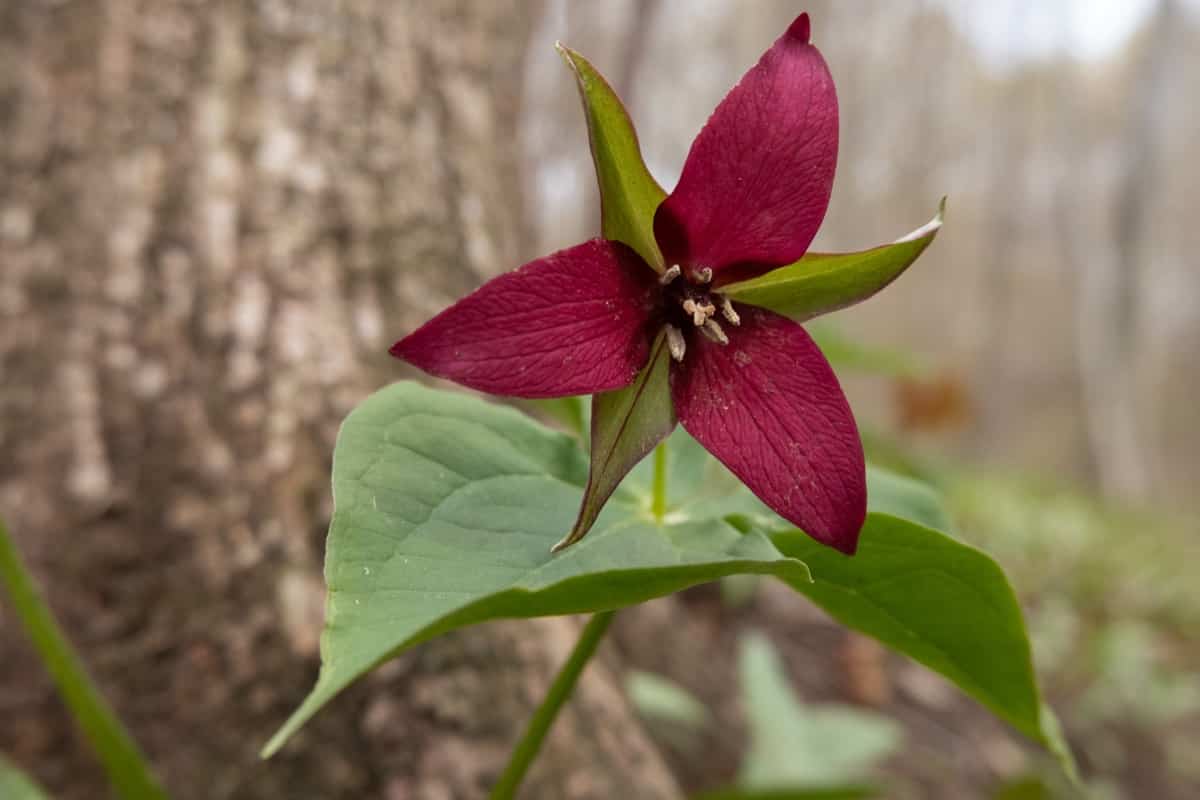 red trillium with green leaves