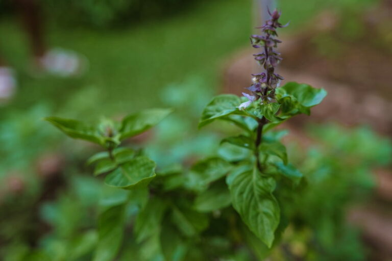 How to Grow Tulsi in Home Garden: Discover from Propagation to Planting