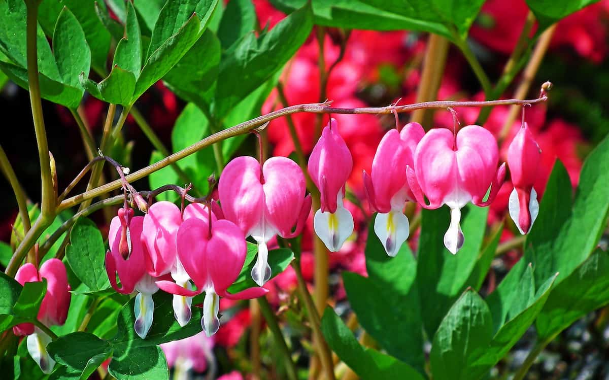 How to Grow and Care for Bleeding Heart Plant
